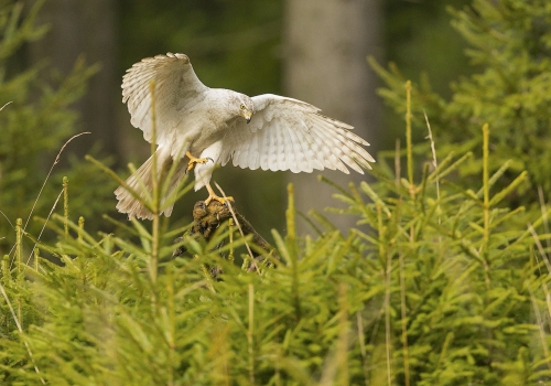 Jestřáb lesní sibiřský  (Accipiter gentilis buteoides)  A42I7378ok