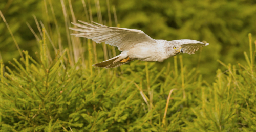 Jestřáb lesní sibiřský  (Accipiter gentilis buteoides)  A42I7467ok