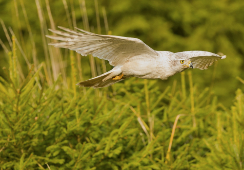 Jestřáb lesní sibiřský  (Accipiter gentilis buteoides)  A42I7467ok