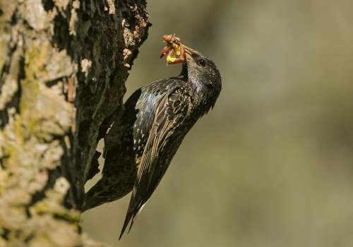 Špaček obecný  (Sturnus vulgaris)  A42I7567ok