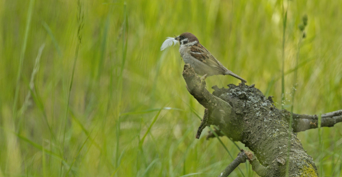 Vrabec polní  (Passer montanus)  A42I7646ok