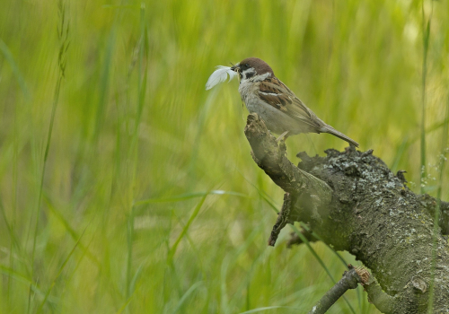 Vrabec polní  (Passer montanus)  A42I7646ok
