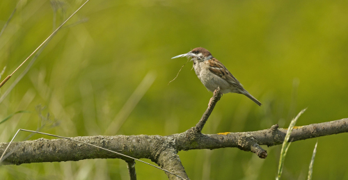Vrabec polní  (Passer montanus)  A42I7685ok