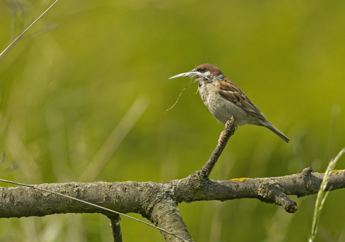 Vrabec polní  (Passer montanus)  A42I7685ok