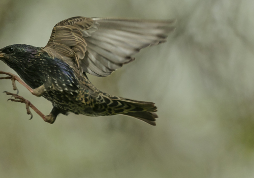 Špaček obecný  (Sturnus vulgaris)  A42I7686ok