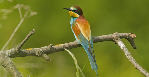 Vlha pestrá  (Merops apiaster)  A42I7726ok