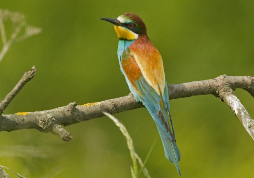 Vlha pestrá  (Merops apiaster)  A42I7726ok