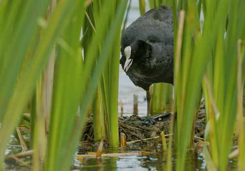 Lyska černá  (Fulica atra, syn. Fulica prior)  A42I7730ok