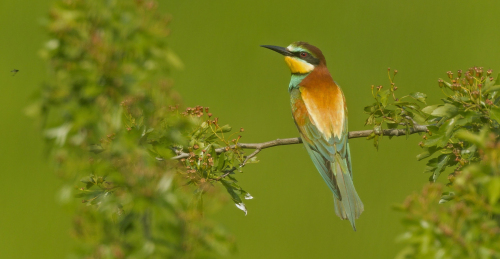Vlha pestrá (Merops apiaster)  A42I7763ok