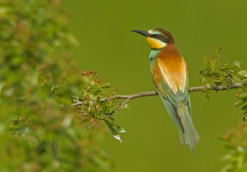 Vlha pestrá (Merops apiaster)  A42I7763ok