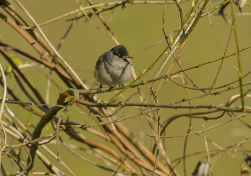 Sýkora babka  (Poecile palustris, syn. Parus palustris)  A42I7778ok