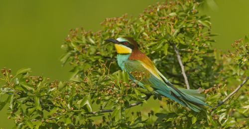 Vlha pestrá (Merops apiaster)  A42I7784ok