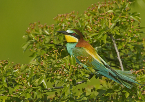 Vlha pestrá (Merops apiaster)  A42I7784ok