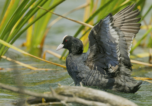 Lyska černá  (Fulica atra, syn. Fulica prior)  A42I7839ok