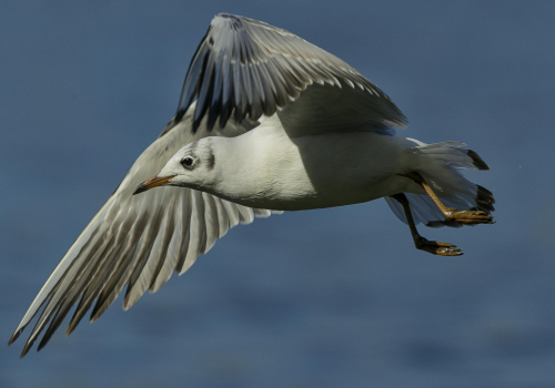 Racek chechtavý  (Chroicocephalus ridibundus)   A42I7957ok