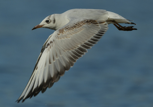 Racek chechtavý  (Chroicocephalus ridibundus)  A42I7959ok