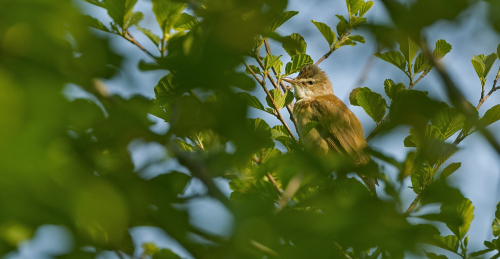 Rákosník zpěvný  (Acrocephalus palustris)  A42I7966ok