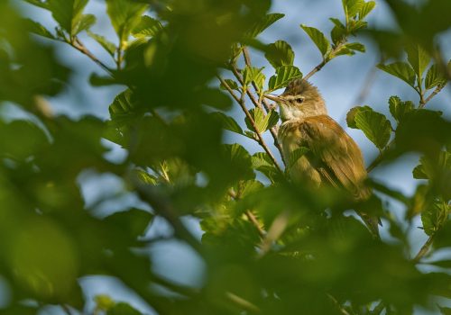 Rákosník zpěvný  (Acrocephalus palustris)  A42I7966ok