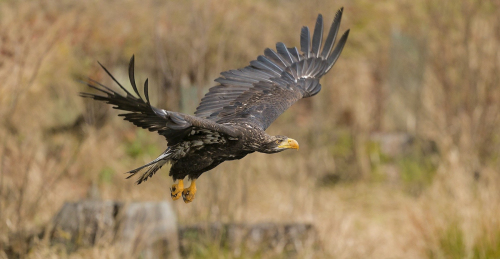 Orel mořský  (Haliaeetus albicilla)  A42I7977ok