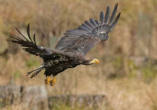 Orel mořský  (Haliaeetus albicilla)  A42I7977ok