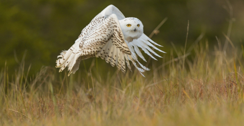 Sovice sněžní  (Bubo scandiacus)  A42I8100ok