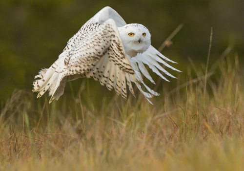 Sovice sněžní  (Bubo scandiacus)  A42I8100ok