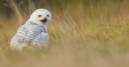 Sovice sněžní  (Bubo scandiacus)  A42I8115ok