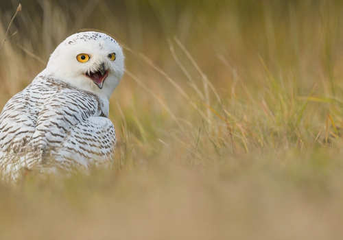 Sovice sněžní  (Bubo scandiacus)  A42I8115ok