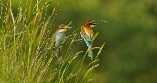 Vlha pestrá (Merops apiaster)  A42I8130ok