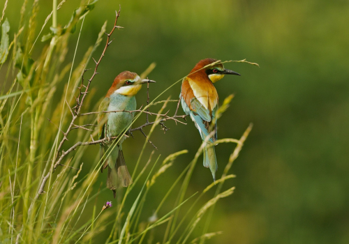 Vlha pestrá (Merops apiaster)  A42I8130ok