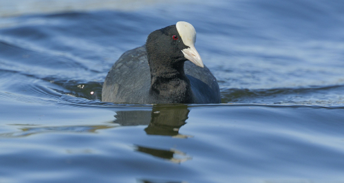 Lyska černá  (Fulica atra, syn. Fulica prior)  A42I8171ok