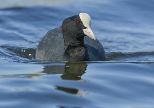 Lyska černá  (Fulica atra, syn. Fulica prior)  A42I8171ok
