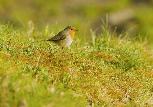 Červenka obecná  (Erithacus rubecula)  A42I8222ok