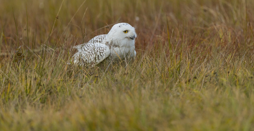 Sovice sněžní  (Bubo scandiacus)  A42I8231ok