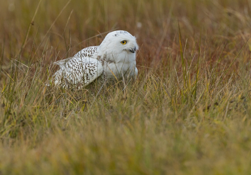 Sovice sněžní  (Bubo scandiacus)  A42I8231ok