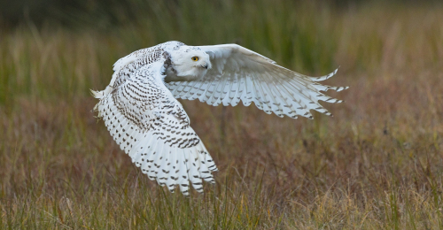 Sovice sněžní  (Bubo scandiacus)  A42I8397ok