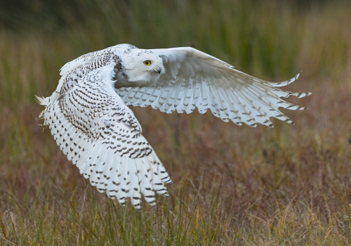 Sovice sněžní  (Bubo scandiacus)  A42I8397ok