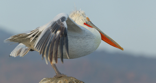 Pelikán kadeřavý  (Pelecanus crispus)  A42I8880ok
