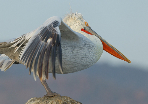 Pelikán kadeřavý  (Pelecanus crispus)  A42I8880ok