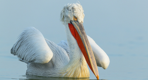 Pelikán kadeřavý  (Pelecanus crispus)  A42I8888ok