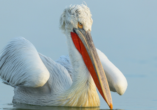 Pelikán kadeřavý  (Pelecanus crispus)  A42I8888ok