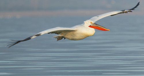Pelikán kadeřavý  (Pelecanus crispus)  A42I8934ok