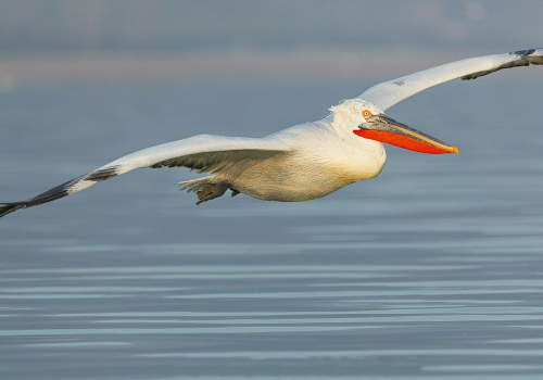 Pelikán kadeřavý  (Pelecanus crispus)  A42I8934ok