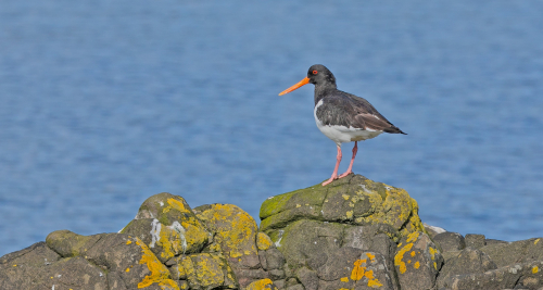 Ústřičník velký  (Haematopus ostralegus)  A42I8965ok