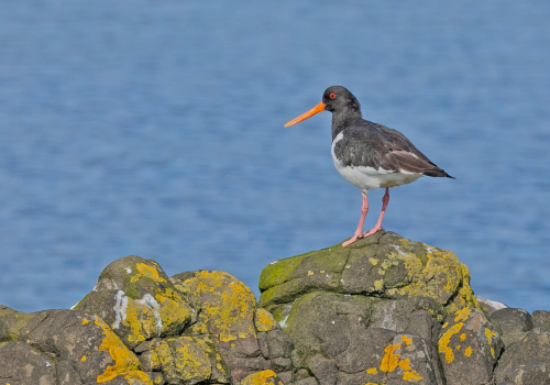 Ústřičník velký  (Haematopus ostralegus)  A42I8965ok