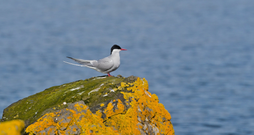Rybák obecný  (Sterna hirundo)  A42I8976ok