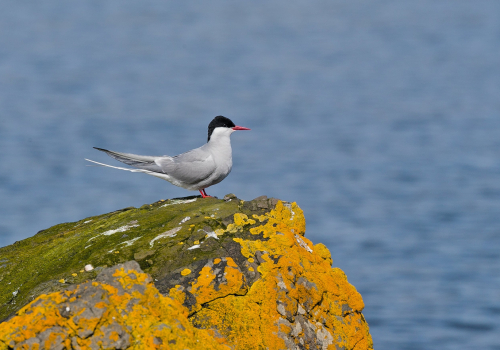 Rybák obecný  (Sterna hirundo)  A42I8976ok