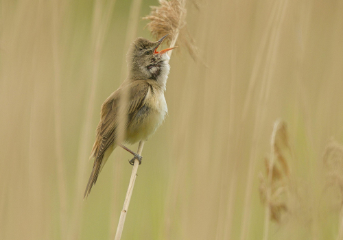 Rákosník zpěvný  (Acrocephalus palustris)  A42I9005ok