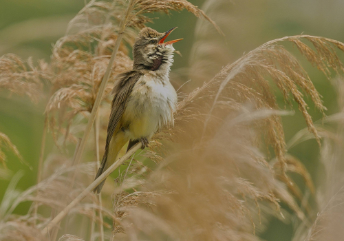 Rákosník zpěvný  (Acrocephalus palustris)  A42I9051ok