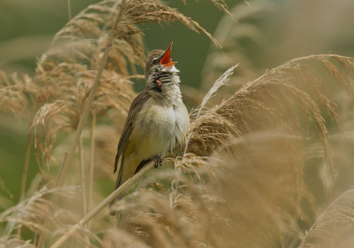 Rákosník zpěvný  (Acrocephalus palustris)  A42I9057ok